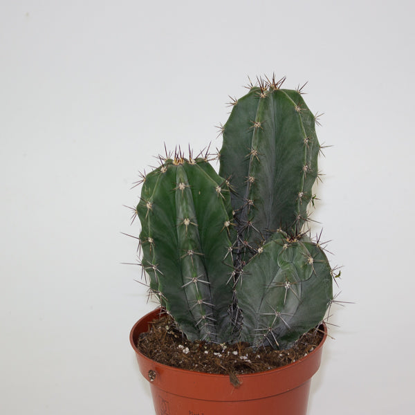 Lemaireocereus Pruinosus 10.5cm H15cm