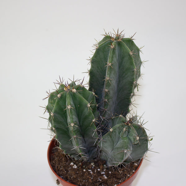 Lemaireocereus Pruinosus 10.5cm H15cm