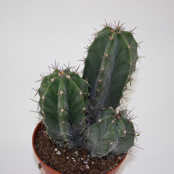 Lemaireocereus Pruinosus 10.5cm H15cm