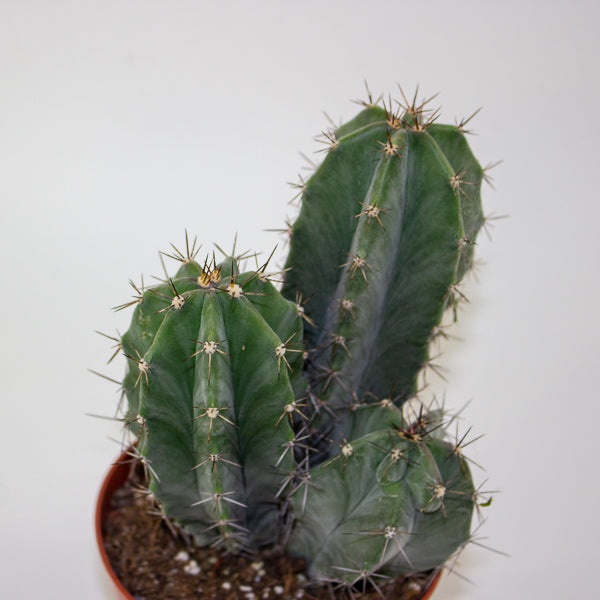 Lemaireocereus Pruinosus 10.5cm H15cm