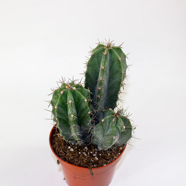 Lemaireocereus Pruinosus 10.5cm H15cm