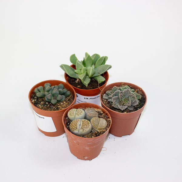 Lithops and succulent mix - choose one from our selection 5.5cm H12cm
