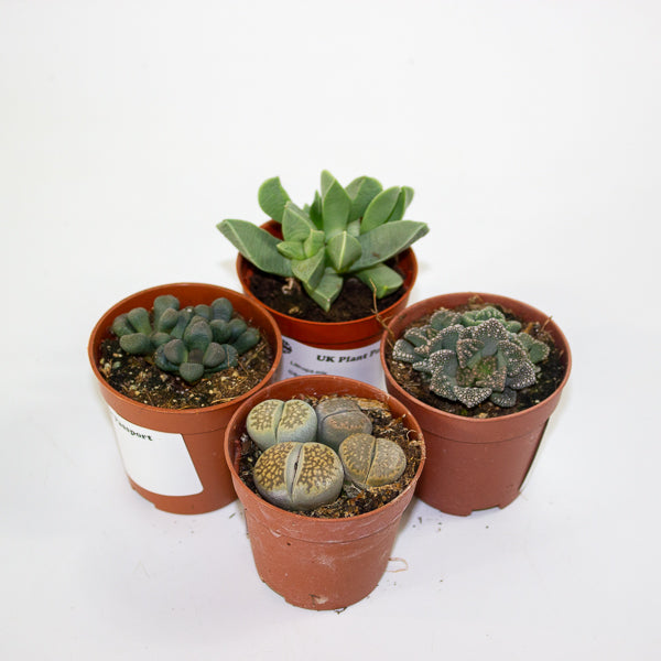 Lithops and succulent mix - choose one from our selection 5.5cm H12cm