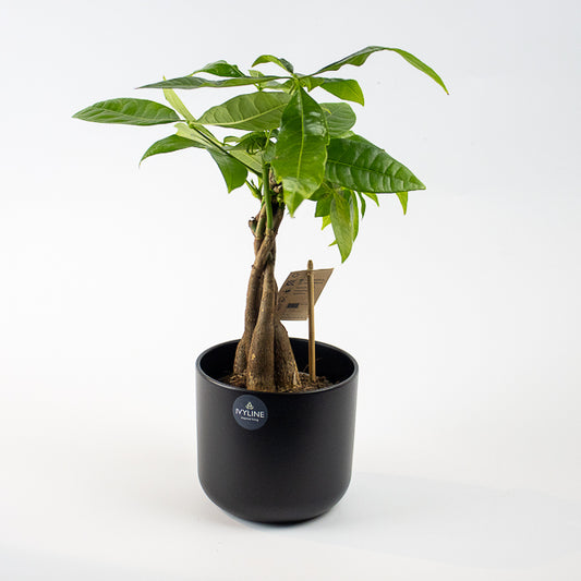 Lisbon Planter H13.5Cm D13.5Cm