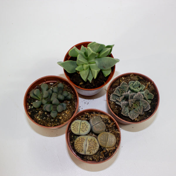 Lithops and succulent mix - choose one from our selection 5.5cm H12cm