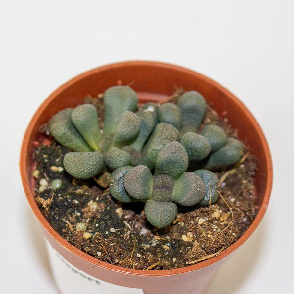 Lithops and succulent mix - choose one from our selection 5.5cm H12cm