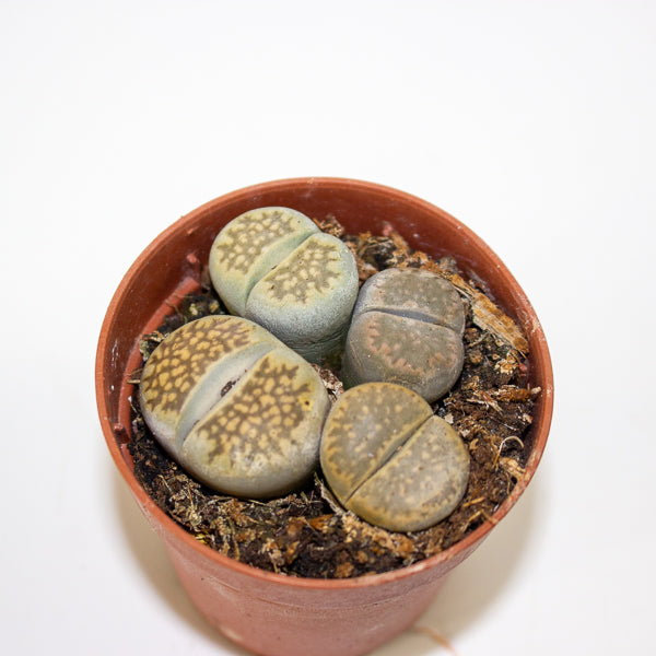 Lithops and succulent mix - choose one from our selection 5.5cm H12cm
