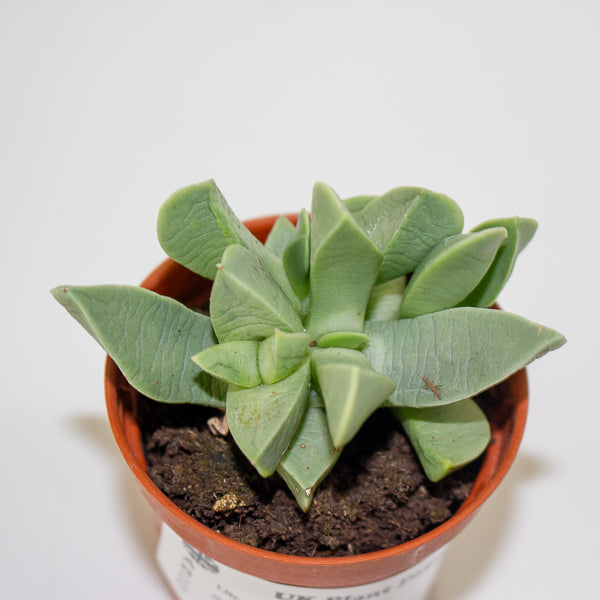 Lithops and succulent mix - choose one from our selection 5.5cm H12cm