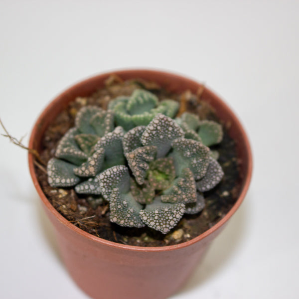 Lithops and succulent mix - choose one from our selection 5.5cm H12cm