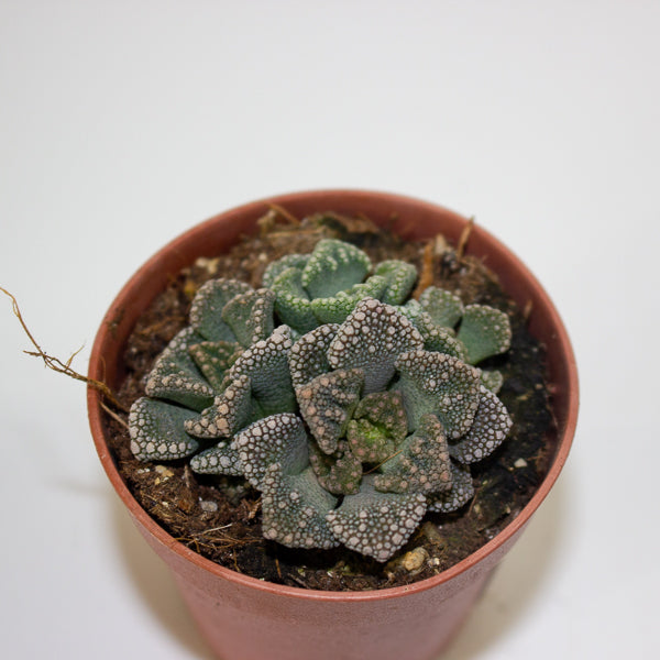 Lithops and succulent mix - choose one from our selection 5.5cm H12cm