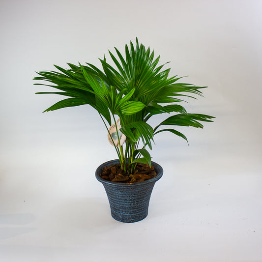 Livistona rotundifolia 19cm H50cm