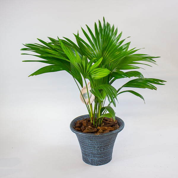 Livistona rotundifolia 19cm H50cm