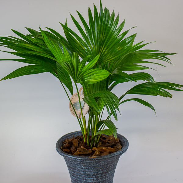 Livistona rotundifolia 19cm H50cm