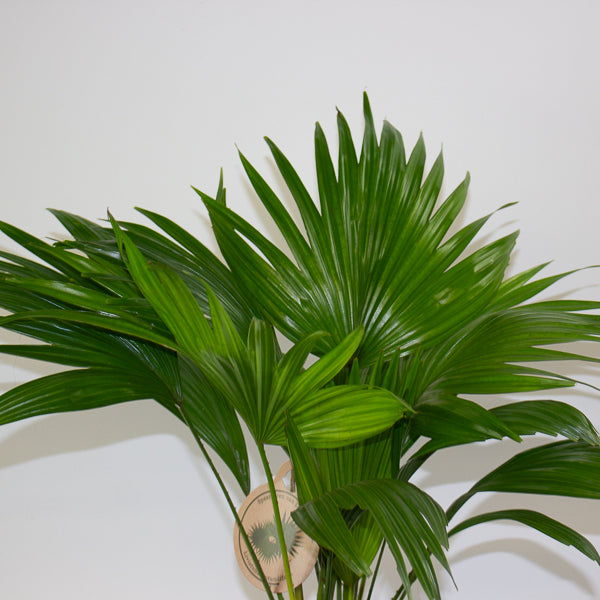 Livistona rotundifolia 19cm H50cm