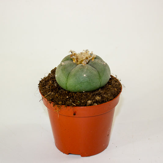 Lophophora williamsii 8.5cm H12cm