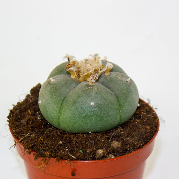 Lophophora williamsii 8.5cm H12cm
