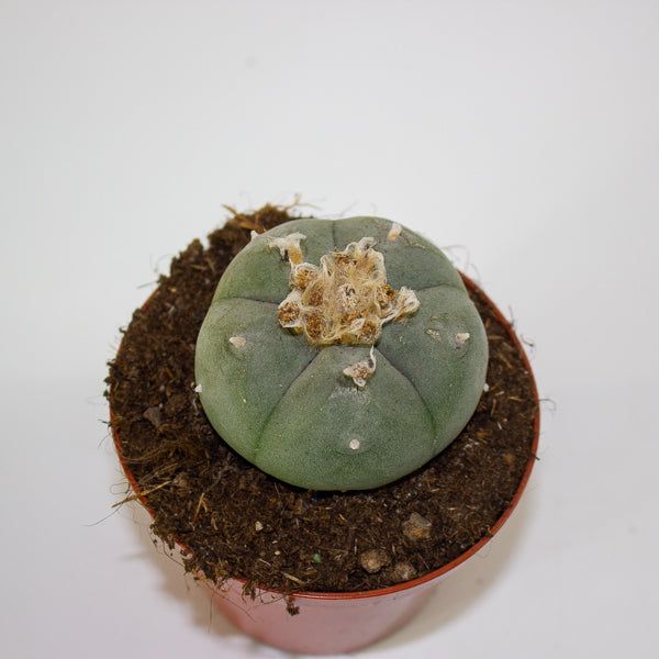 Lophophora williamsii 8.5cm H12cm