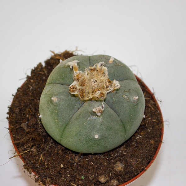Lophophora williamsii 8.5cm H12cm