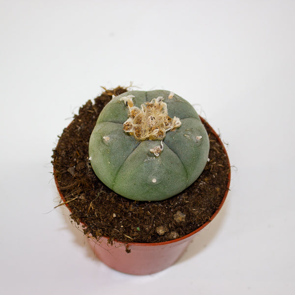 Lophophora williamsii 8.5cm H12cm