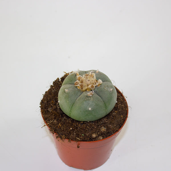 Lophophora williamsii 8.5cm H12cm