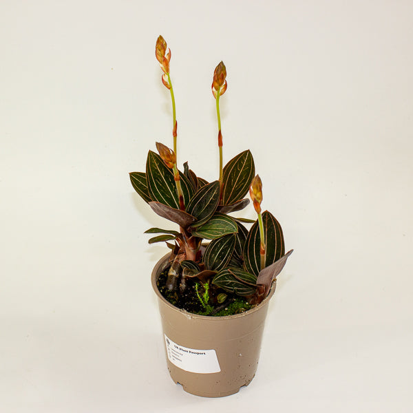 Ludisia discolor 12cm H35cm