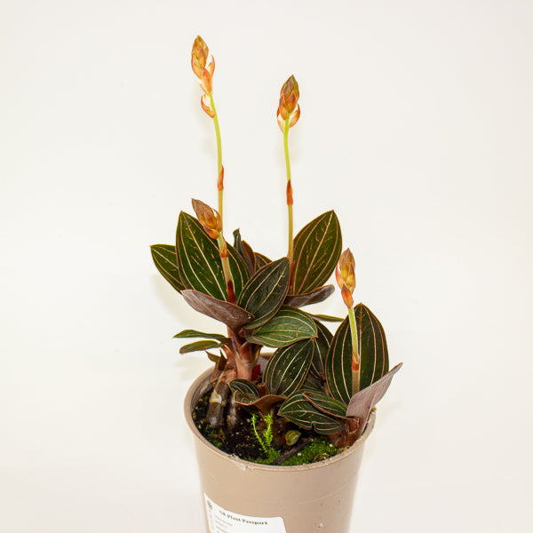 Ludisia discolor 12cm H35cm