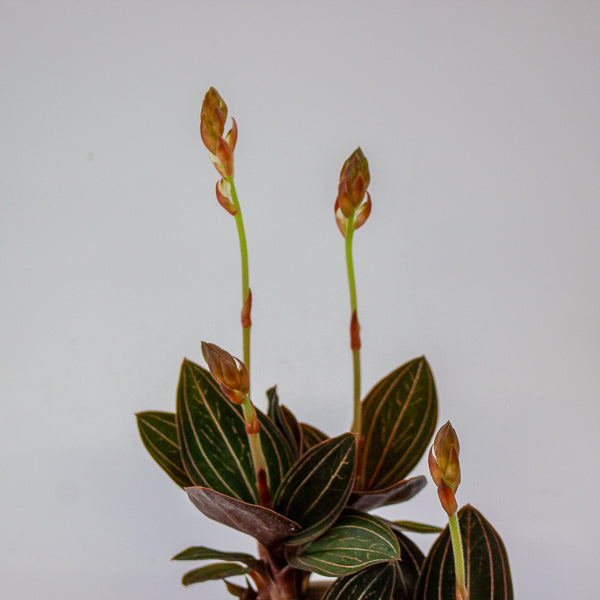 Ludisia discolor 12cm H35cm