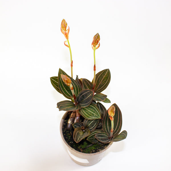 Ludisia discolor 12cm H35cm