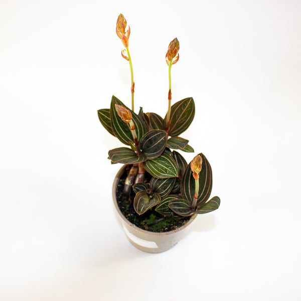 Ludisia discolor 12cm H35cm