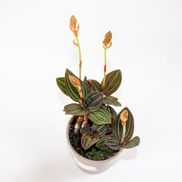 Ludisia discolor 12cm H35cm