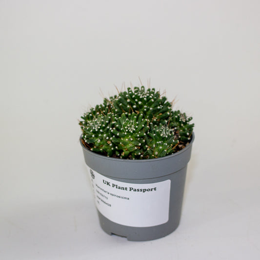 Mammillaria cv. Caterpincy hybrid white flower 6.5cm H8cm