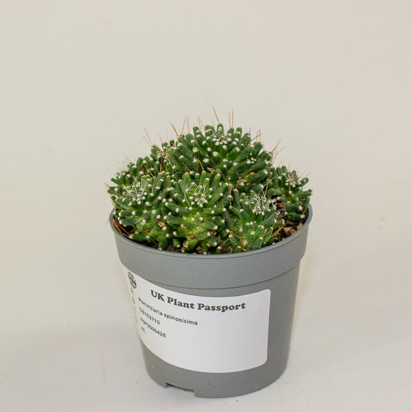 Mammillaria cv. Caterpincy hybrid white flower 6.5cm H8cm