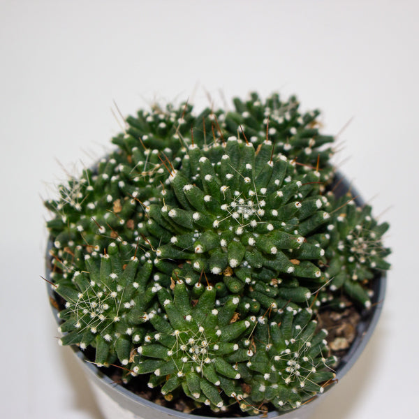 Mammillaria cv. Caterpincy hybrid white flower 6.5cm H8cm