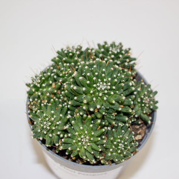 Mammillaria cv. Caterpincy hybrid white flower 6.5cm H8cm