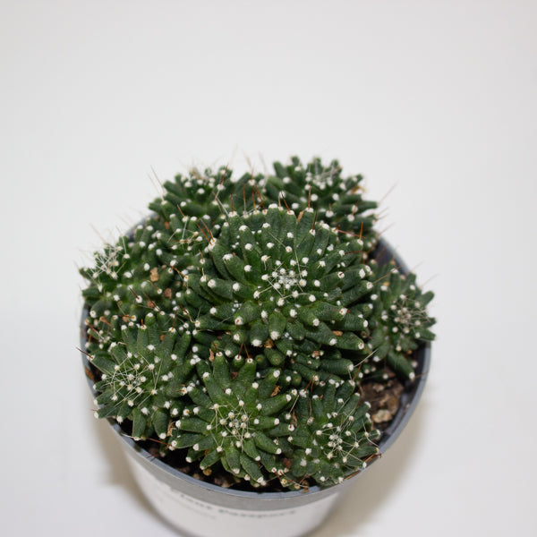 Mammillaria cv. Caterpincy hybrid white flower 6.5cm H8cm