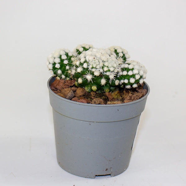 Mammillaria gracillis albata Arizona snowcap 6.5cm H8cm
