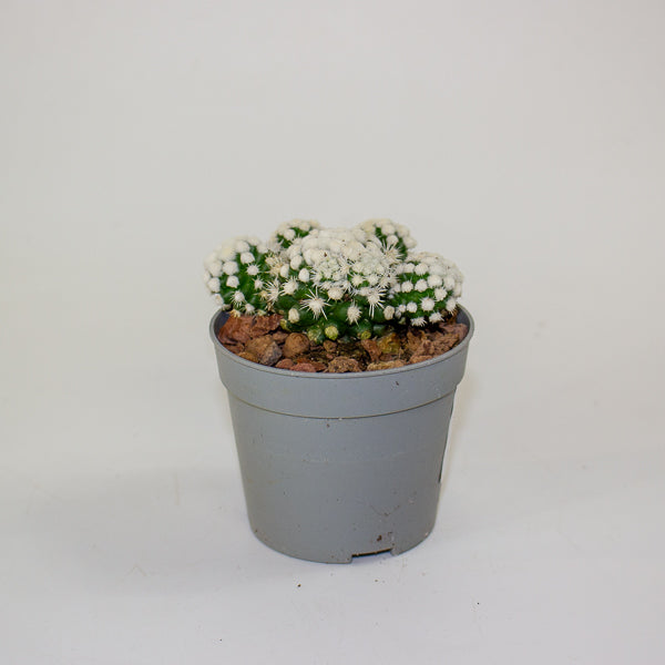 Mammillaria gracillis albata Arizona snowcap 6.5cm H8cm