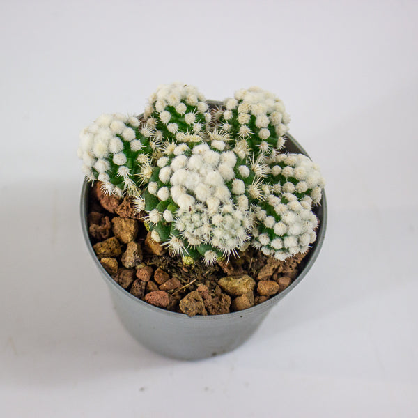 Mammillaria gracillis albata Arizona snowcap 6.5cm H8cm
