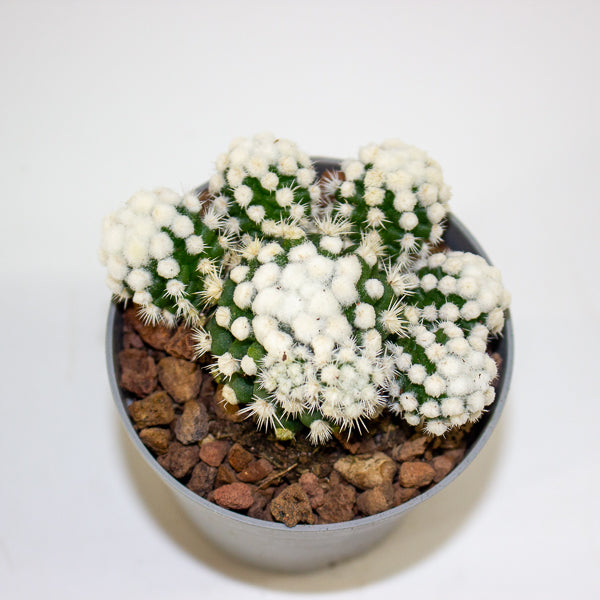Mammillaria gracillis albata Arizona snowcap 6.5cm H8cm