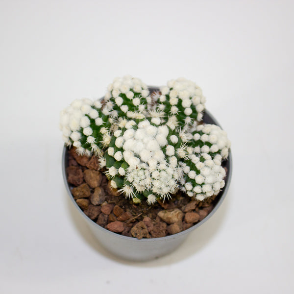 Mammillaria gracillis albata Arizona snowcap 6.5cm H8cm
