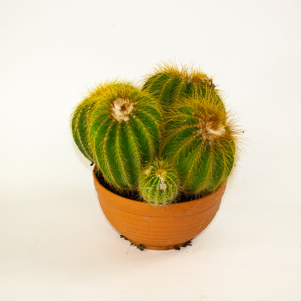 Notocactus Warassi 17cm H20cm