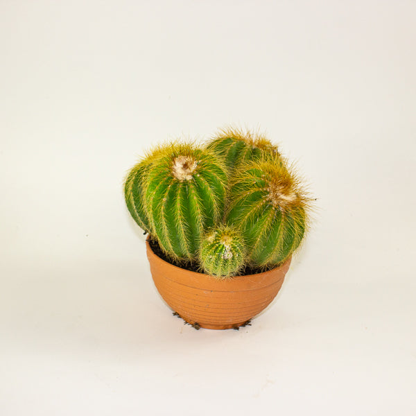 Notocactus Warassi 17cm H20cm