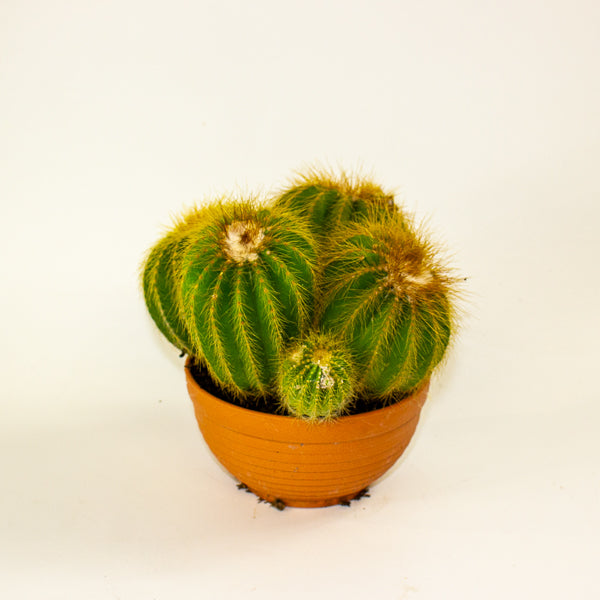 Notocactus Warassi 17cm H20cm