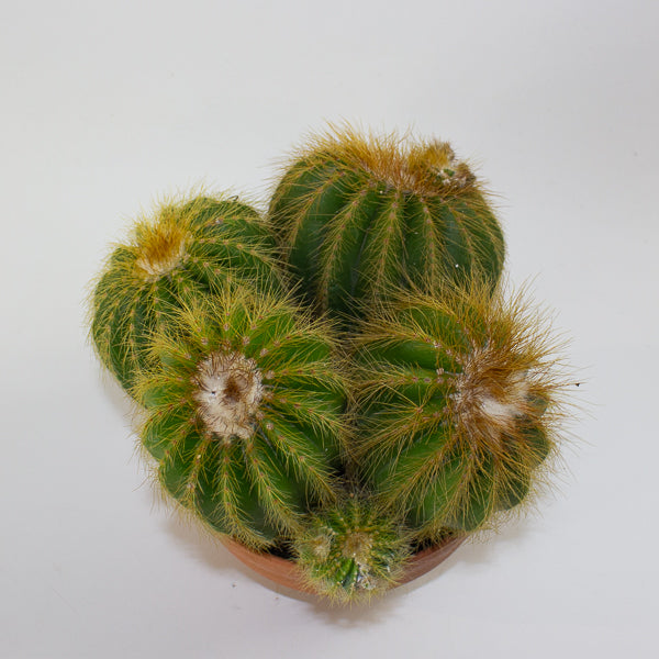 Notocactus Warassi 17cm H20cm