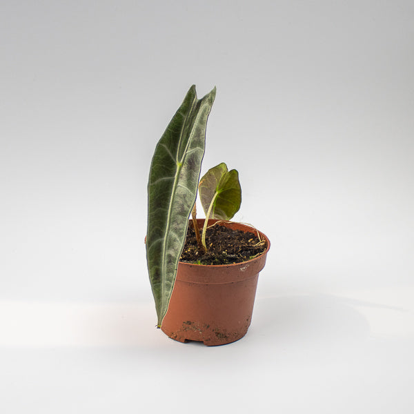 Alocasia longiloba 'Purple'