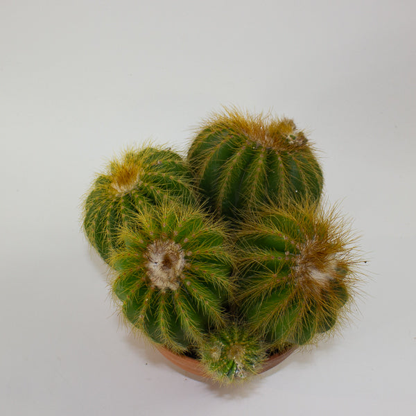 Notocactus Warassi 17cm H20cm