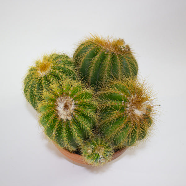 Notocactus Warassi 17cm H20cm