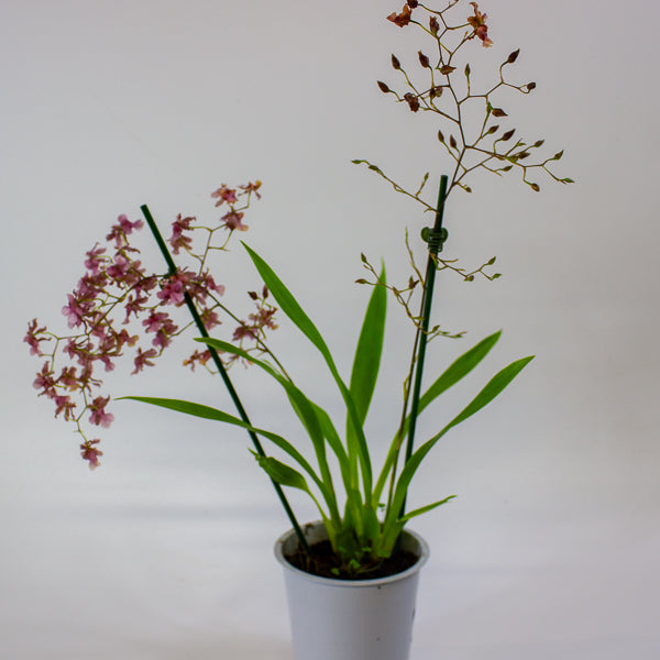 Oncidium Rosy Sunset 12cm H55cm