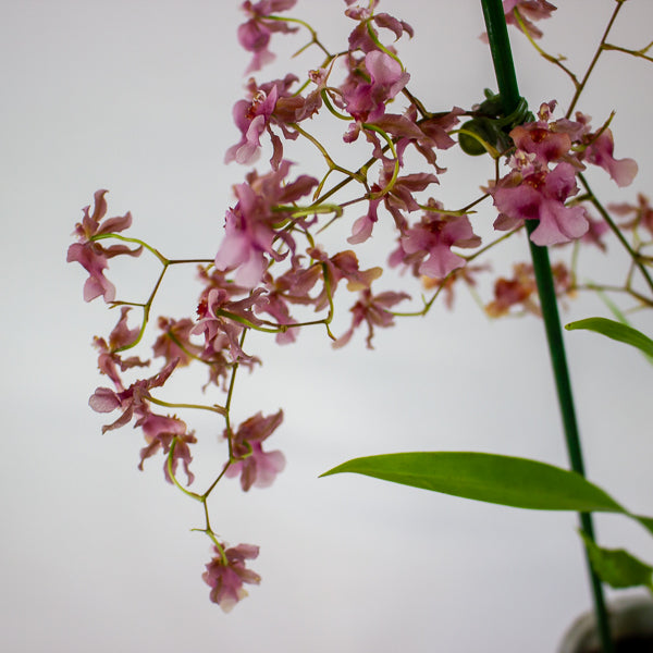 Oncidium Rosy Sunset 12cm H55cm