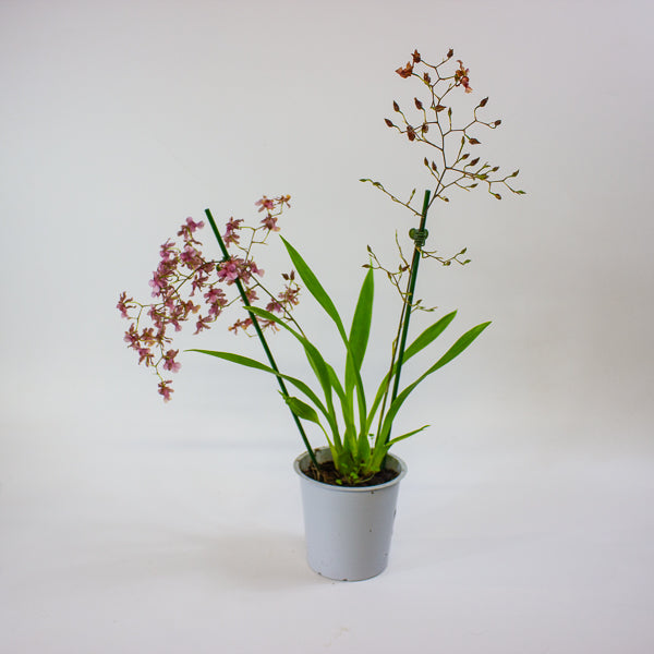 Oncidium Rosy Sunset 12cm H55cm